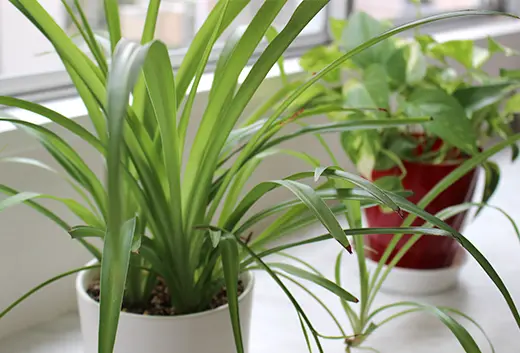 心を和ませる季節の植物
